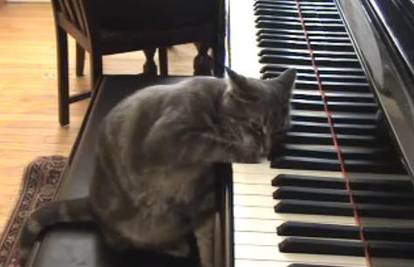 Dirigent napisao skladbu za mačku koja svira klavir