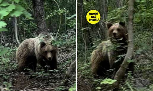 Spektakularna snimka mede u zaleđu Senja: 'Sjedio je na cesti, pogledao nas i samo odštetao'