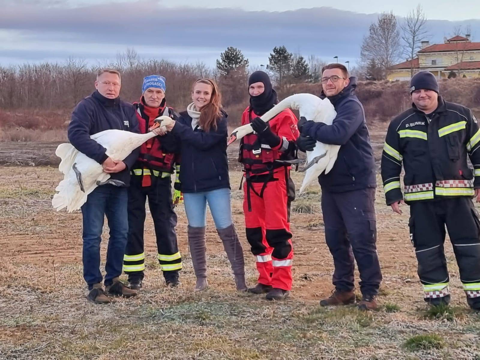 Maksimirsko jezero postalo je dom zaljubljenim labudovima