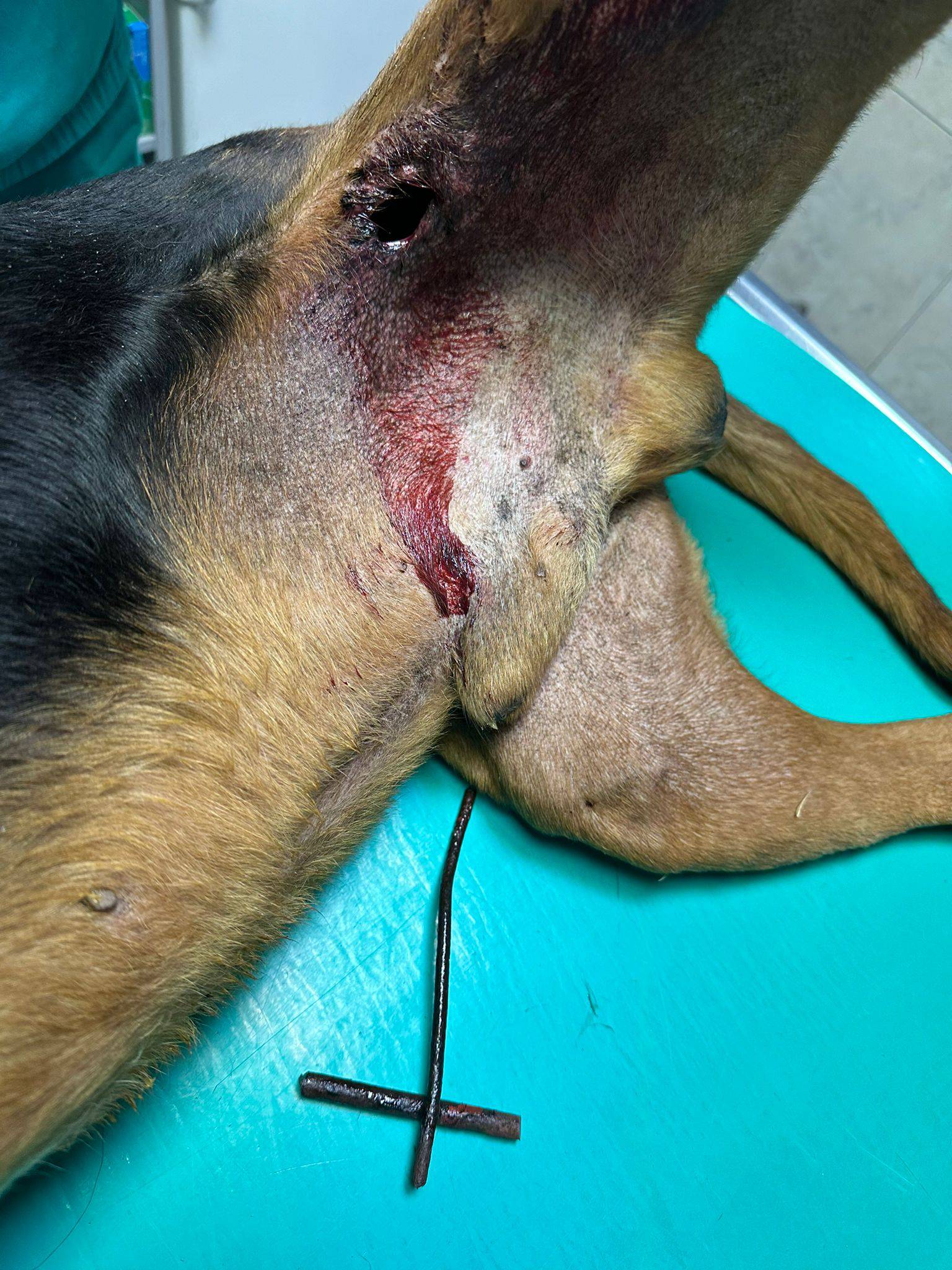 Psu kod Zadra šipka probila nogu, spašavali ga vatrogasci: 'Bio je u bolu i jako preplašen'