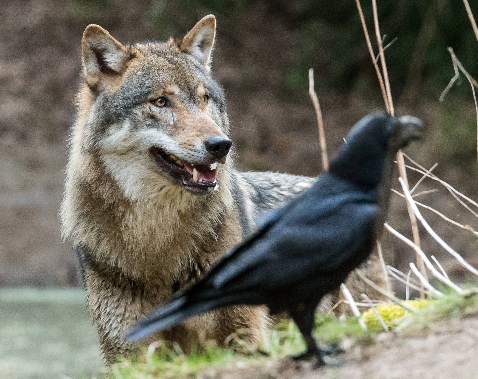 Wildpark Schorfheide celebrates 20th anniversary