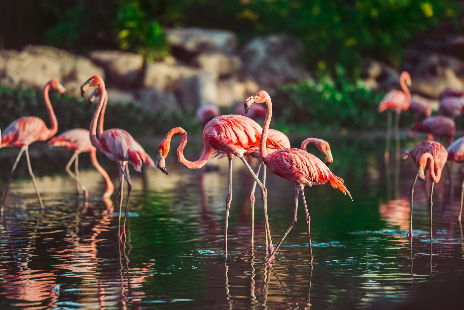 A flock of exotic birds pink flamingos walking in the water in golden light at sunset. Wildlife nature scene. Love and romantic concept