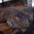 VIDEO Pazi glavu! S drve&cacute;a na Floridi padaju sle&dstrok;ene iguane