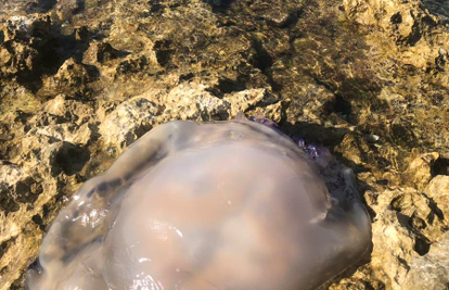 Na kamenu je našao ogromnu meduzu: Ima skoro pola metra