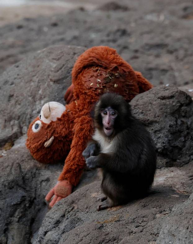 A baby Japanese macaque named Punch finds comfort in stuffed oranguta at Ichikawa City Zoo, in Ichikawa