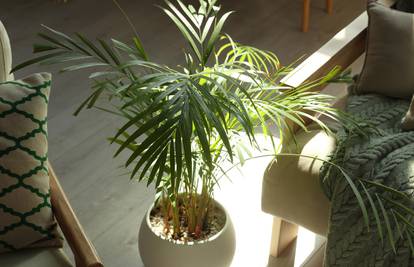 Palmu ljeti iznesite van, u vrt ili na balkon - obilno je zalijevajte