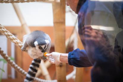 FOTO Životinje u zagrebačkom Zoološkom vrtu dobile su svoje blagdanske poklone