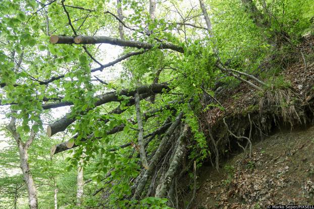 Zagreb: Tri tjedna nakon razorne oluje na Sljemenu i dalje vidljive posljedice 