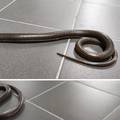 VIDEO Zagrepčanin u garaži naletio na 'zmiju' i pozvao stručnjake: 'Ma nije to zmija...'