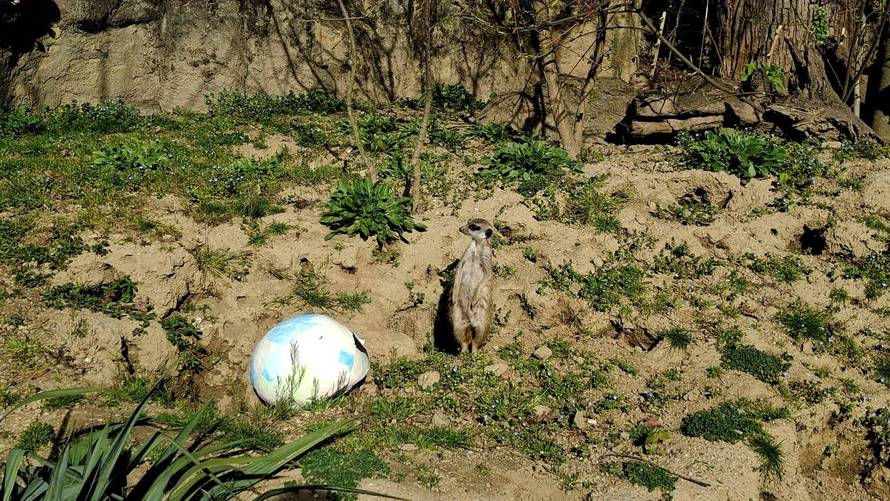 Životinje u zagrebačkom ZOO-u uživale u uskršnjim pisanicama