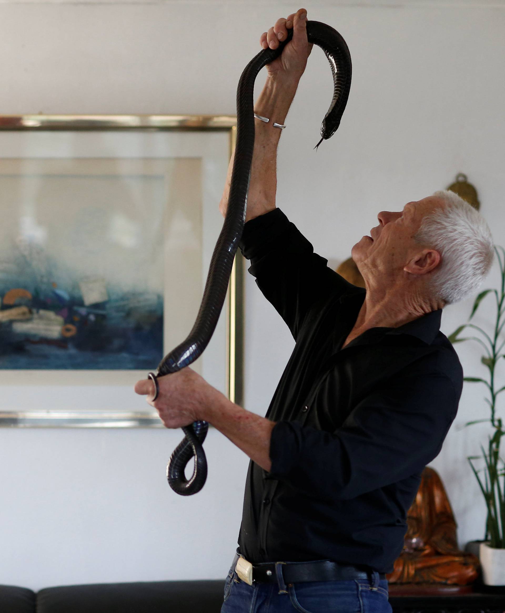 Philippe Gillet, 67 year-old Frenchman who lives with more than 400 reptiles and tamed alligators, looks at his black cobra in his living room in Coueron near Nantes