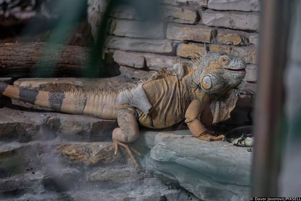 Osijek: Obilježavanje svijetskog dana gmazova u Zoološkom vrtu