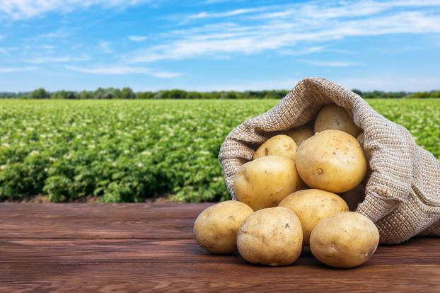 young potatoes in burlap bag on wooden table