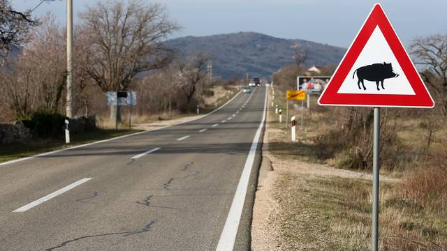 Životinje na cesti - oprez vozači: Preko 400 naleta na životinje oko Karlovca, šteta milijunska