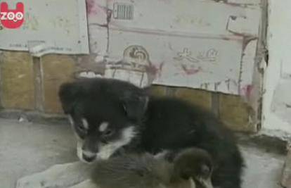 Kina: Patka i pas su postali najbolji prijatelji zauvijek