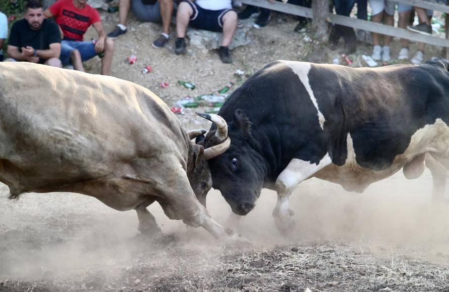 Bikijada u Šestanovcu: 'Nije ovo maltretiranje životinja, to su priče za  djecu, njima je odlično'