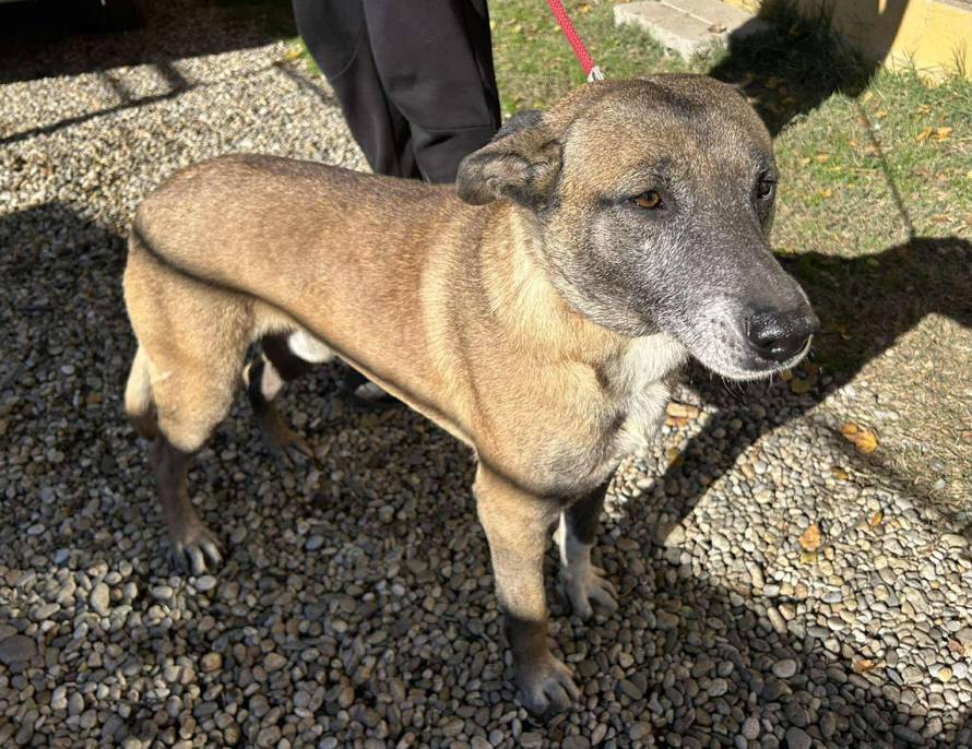 Iz romskog naselja u Međimurju spasili 37 pasa: 'Bez nadzora tu lutaju, a mačke ni ne prežive...'