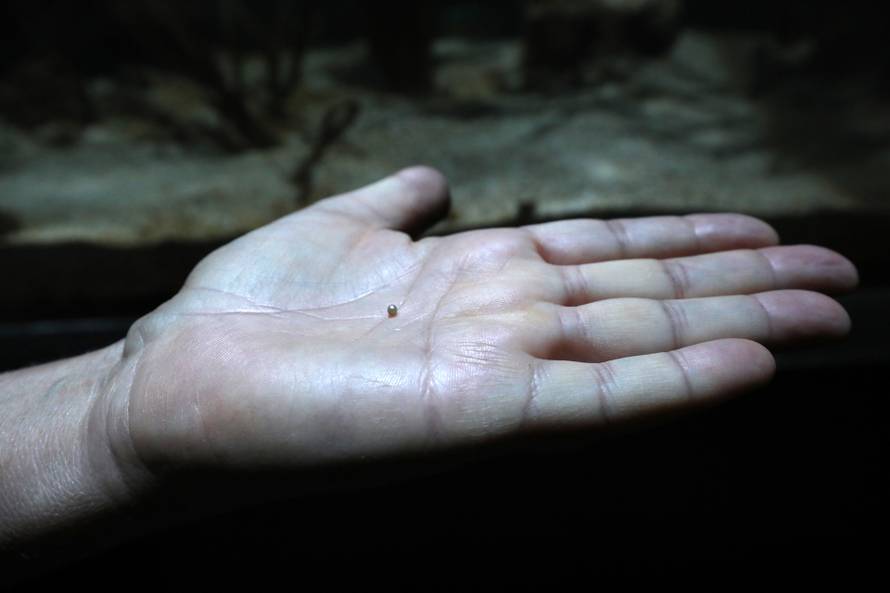 24sata Pula: Aquarium na dar dobio biser iz periske