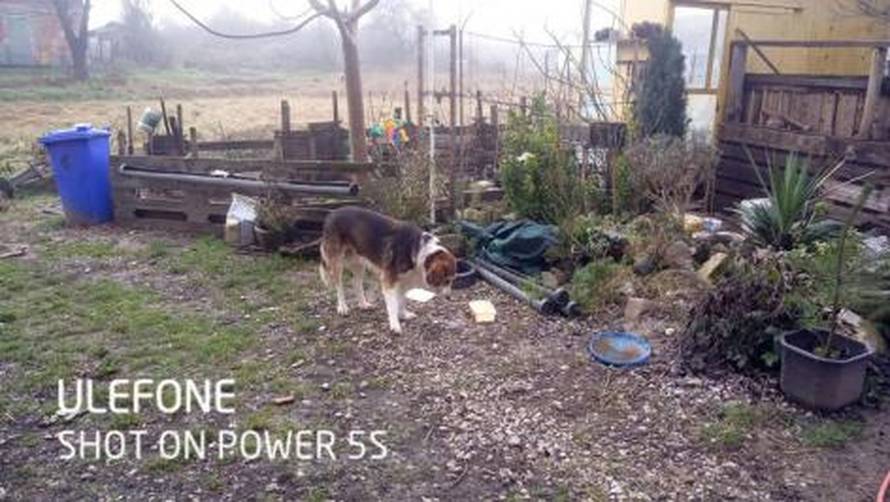 I ljubimci stradali u potresu sada trebaju krov nad glavom