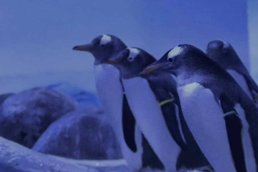 Pingvini u potrazi za ljubavi: Sele u Dansku kako bi osnovali novu koloniju