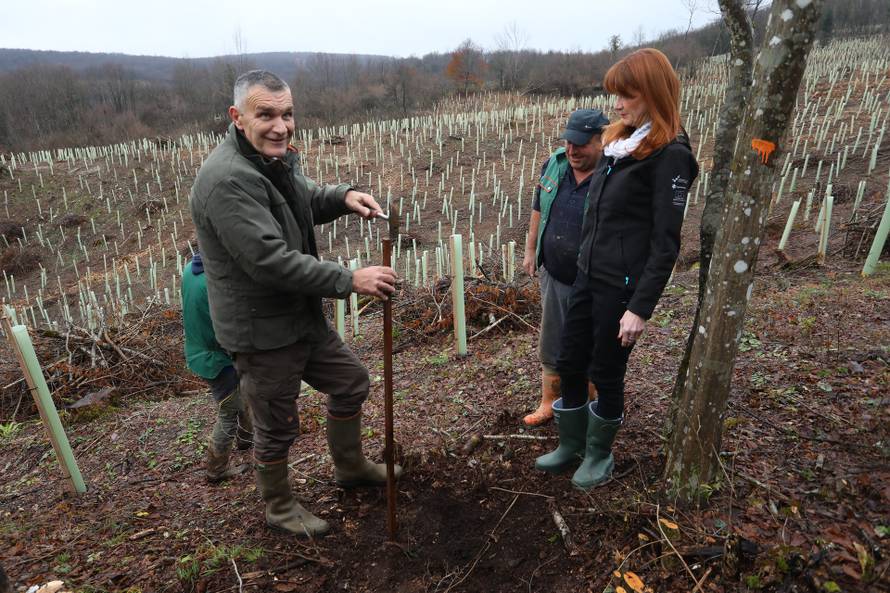 Brena na svadbi, USKOK u kući: Najskuplje trupce u Hrvatskim šumama prodavali su kao škart