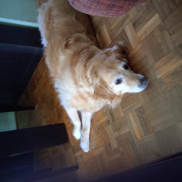 SUPER FOTKE vaših ljubimaca! Neki bi mogli biti viralni hit, ali svi su jednostavno neodoljivi