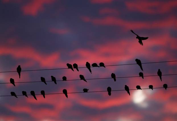 An Argentine town battles a parrot invasion