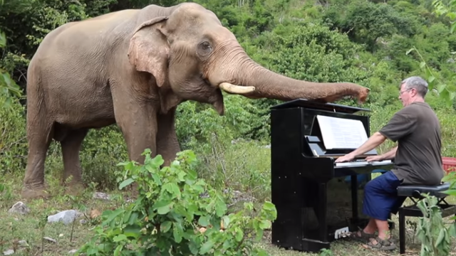 Glazbenik liječi slonove tako da im na klaviru svira Beethovena