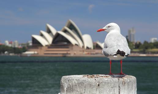 Večera u operi u Sydneyu odvija se uz pse koji tjeraju galebove