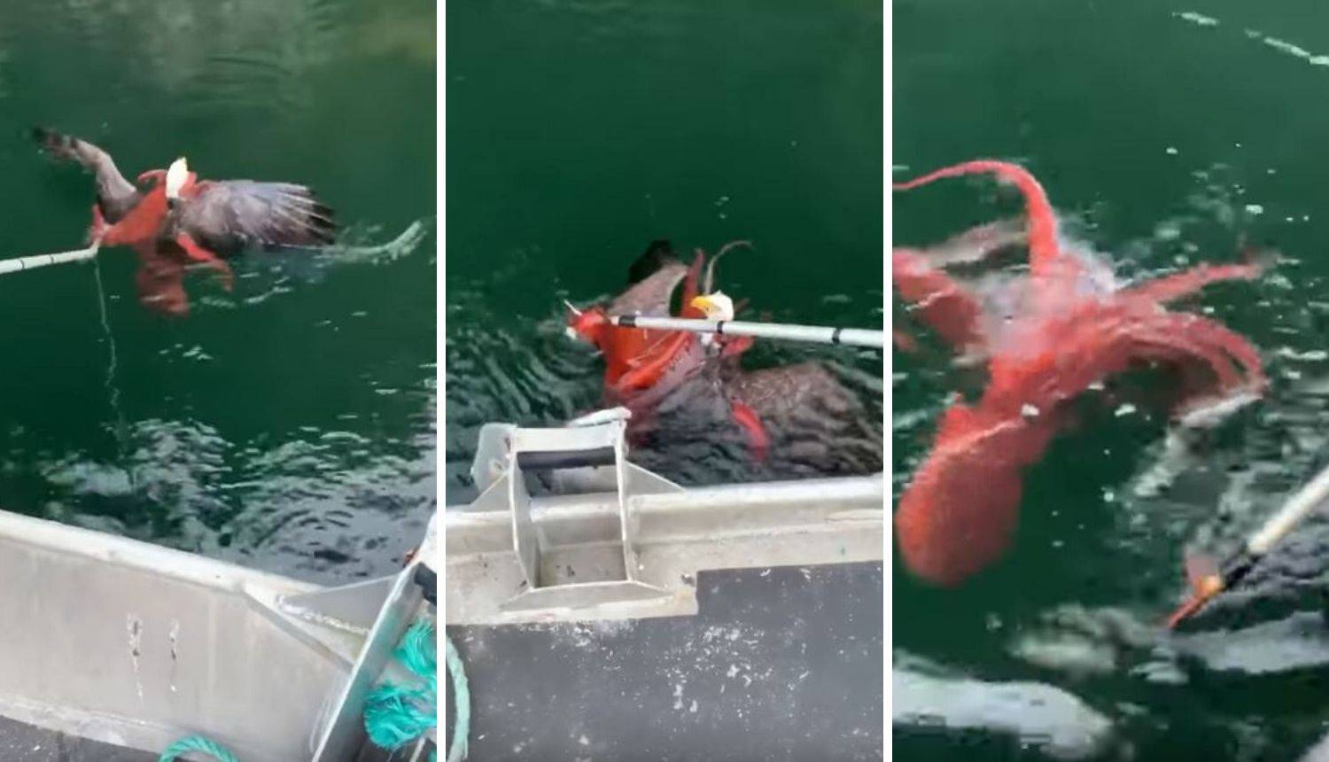 Hobotnica napala orla: 'Nismo bili sigurni što trebamo učiniti'