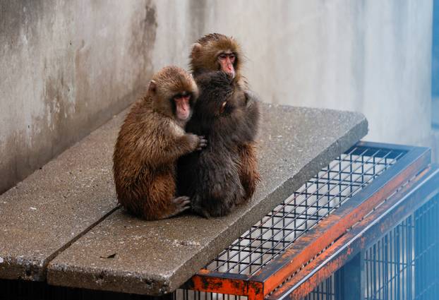 Punch, a Japanese macaque known for clinging to a stuffed orangutan, embraces other macaques at Ichikawa City Zoo in Ichikawa