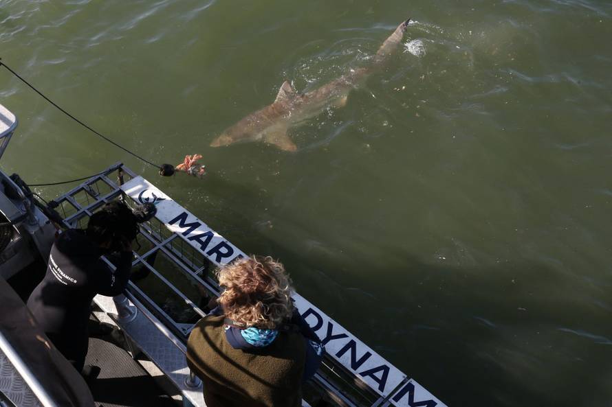 Disappearing great white sharks raise alarm over South Africa’s marine balance