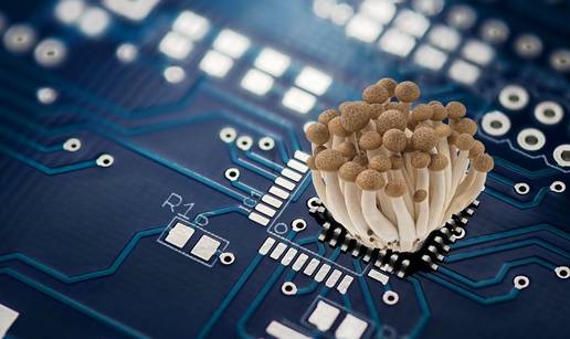 Novo na meniju: U budućnosti nam stižu računala od gljiva