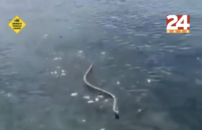 'Izronio sam iz mora i snimio zmijurinu. Imala je dva metra'
