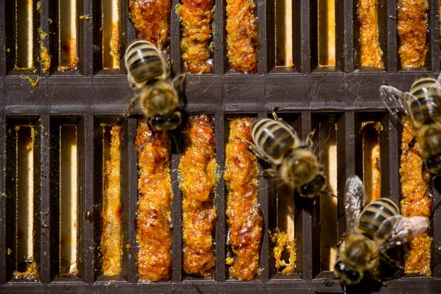 Worker,Bees,Harvesting,An,Antimicrobial,Substance,Called,Propolis