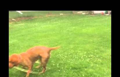 Pas vrti 'hula hop': Nadamo se da mu se nije zavrtjelo u glavi
