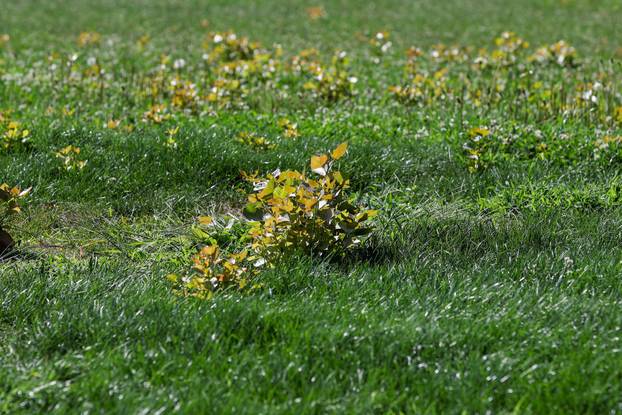 Započela je sezona alergenih biljaka u Zagrebu