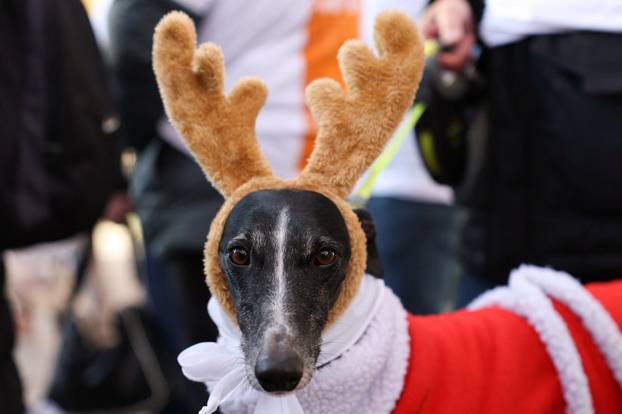 People and dogs take part in festive dog walk to raise money for flooded-hit Valencia shelters