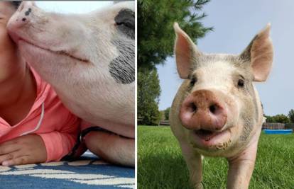 Iako je veterinar savjetovao eutanaziju, ova svinja je pronašla svoj dom i preživjela