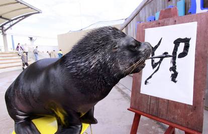 Morskog lava naučili napisati riječ 'zec' kineskim znakovima