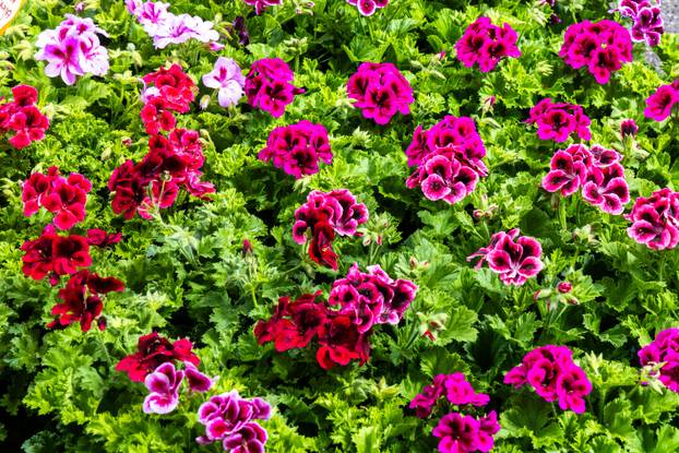 Pula: 17. sajam cvijeća Florija na Giardinima
