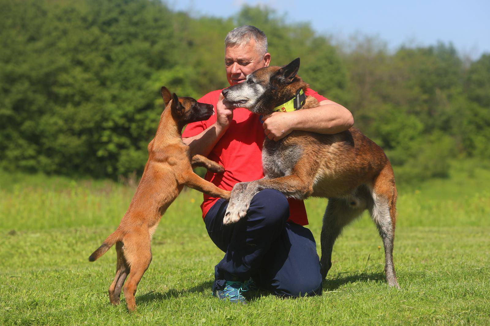 Belgijski ovčar Zorro novi je potražni pas ogulinskog HGSS-a