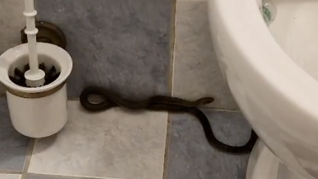 VIDEO Zagrepčanin uhvatio zmiju u kupaoni:  Lovili smo je desetak minuta, bila je posvuda