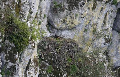 Park prirode Učka dobio novog stanara -  malenog surog orla