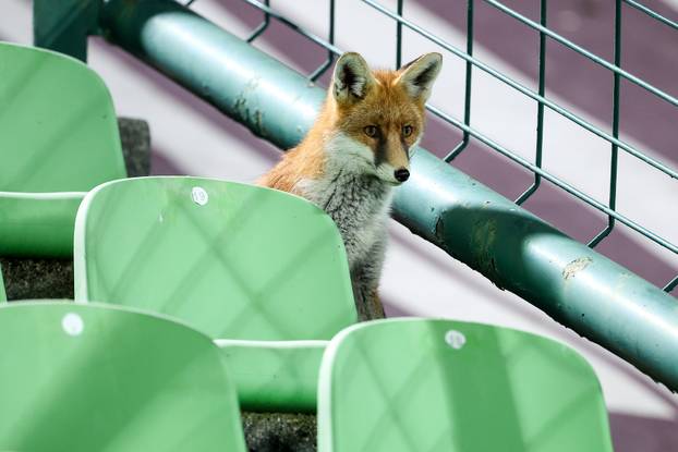 Sarajevo: Lisice pratile trening nogometaša BiH na stadionu Koševo