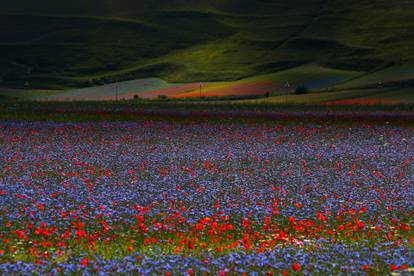 A view of fields of flowers is seen during the annual blossom in Castelluccio