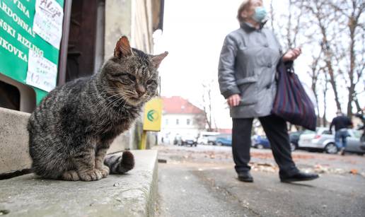 'Hej, a što s nama?' Bez brige, mačkice su zbrisale na vrijeme