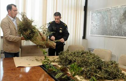 Uzgajao marihuanu koju je prodavao ljudima iz Istre