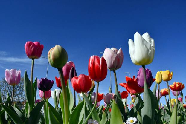 Slavonski Brod: Šarene cvjetne gredice rascvjetalih tulipana svojom ljepotom krase gradske parkove