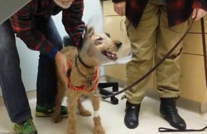 Slijepi pas nakon operacije ponovno vidio svoju obitelj